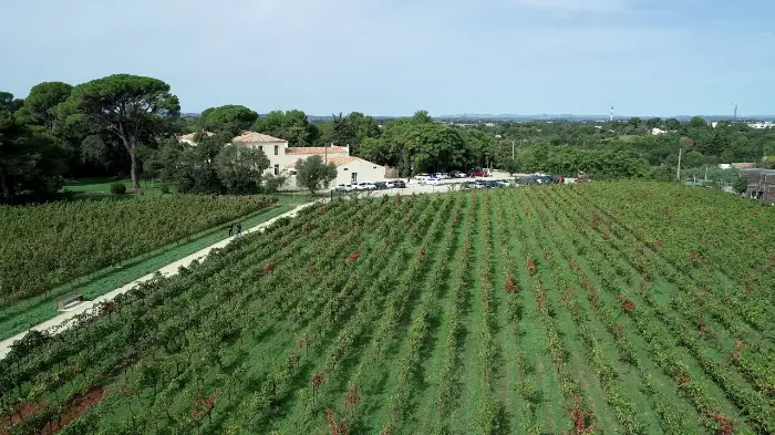 Languedoc : le climat assèche les prévisions de vendanges 1 - Les indiscretions Domaine du Grand Puy Montpellier viticulture vigne 1 1 - Les indiscretions
