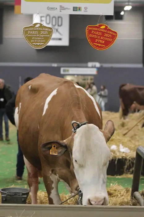 L'Occitanie a décroché des médailles pour certaines viandes bovines.